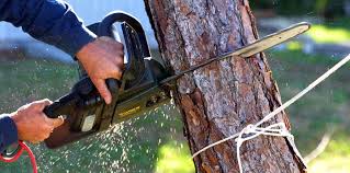 Trusted Brilliant, AL Tree Services Experts