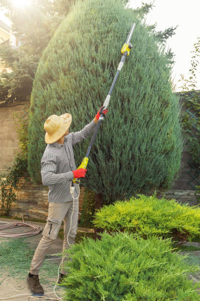 How Our Tree Care Process Works  in  Brilliant, AL