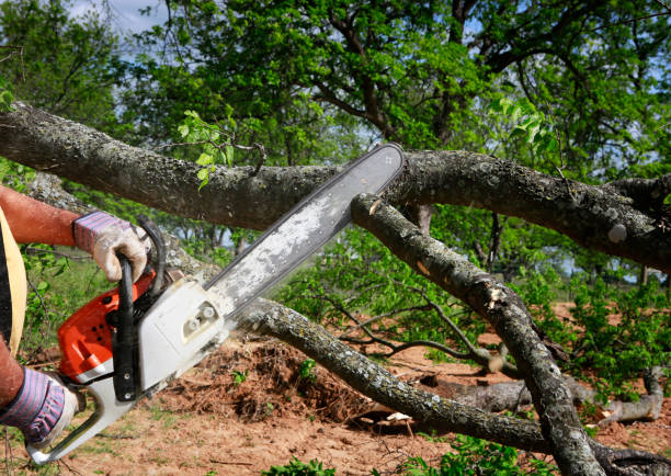 Tree and Shrub Care in Brilliant, AL